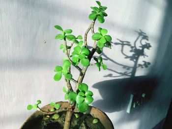 Close-up of ivy growing on tree