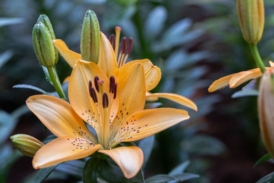 Close-up of yellow lilies