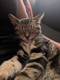 Close-up of cat sleeping on sofa