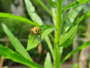 Close-up of insect on leaf