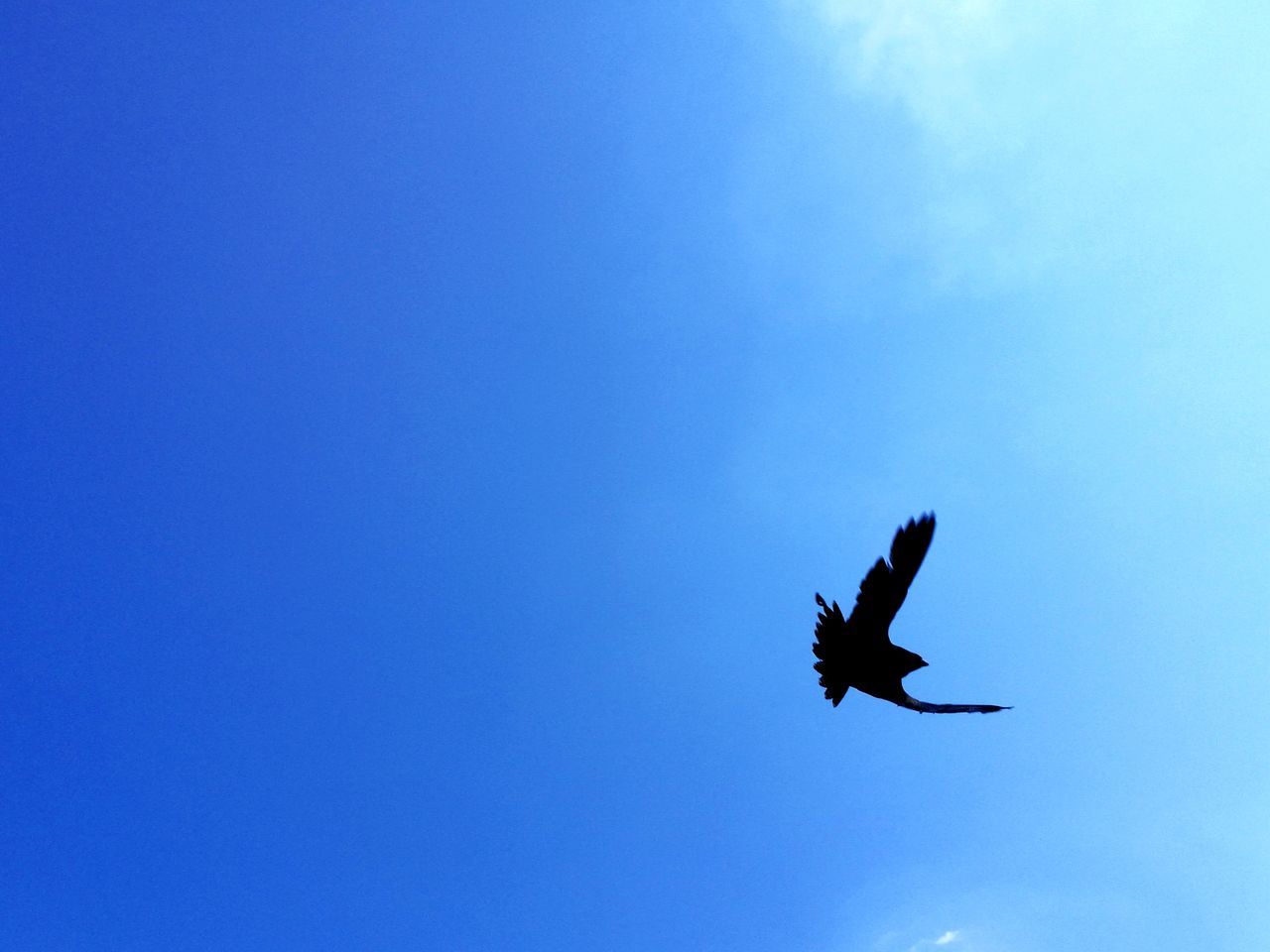 flying, spread wings, low angle view, animals in the wild, mid-air, bird, animal themes, copy space, one animal, blue, day, silhouette, outdoors, sky, animal wildlife, motion, no people, migrating, nature, clear sky, bird of prey, beauty in nature