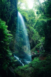 Scenic view of waterfall in forest