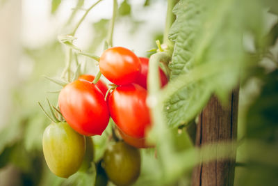 Close-up of cherries on tree