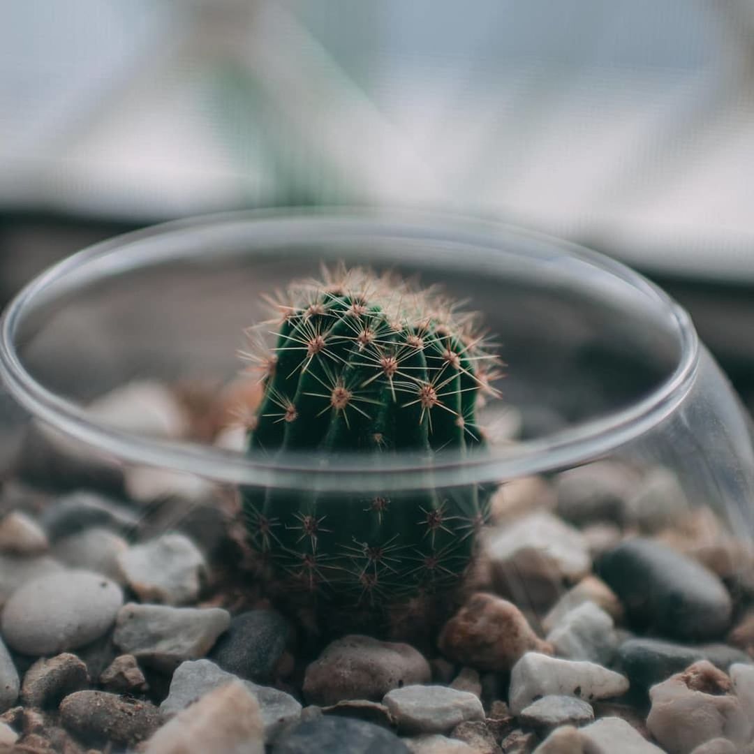 succulent plant, cactus, nature, thorn, plant, solid, day, growth, sharp, close-up, stone - object, spiked, no people, focus on foreground, potted plant, barrel cactus, beauty in nature, rock, selective focus, outdoors, pebble