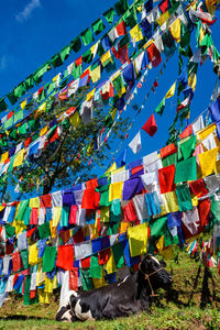 Cow under buddhist prayer flags on kora around tsuglagkhang  mcleod ganj, himachal pradesh, india