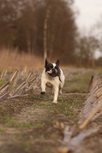 Puppy on field