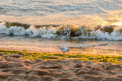 View of seagull on beach