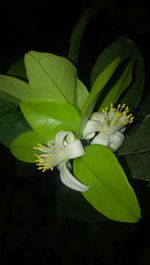 Close-up of white flowering plant leaves against black background