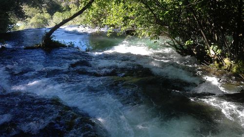 River flowing through forest