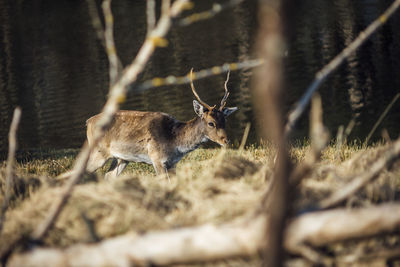 Deer in a field