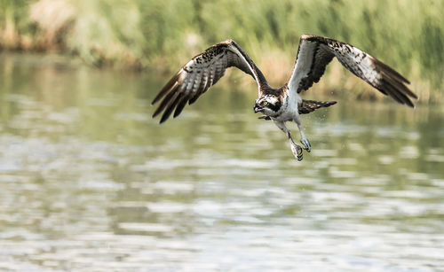 Bird flying over lake