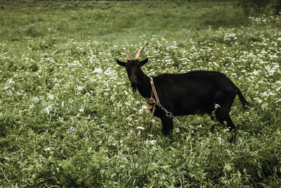 Horse standing in field