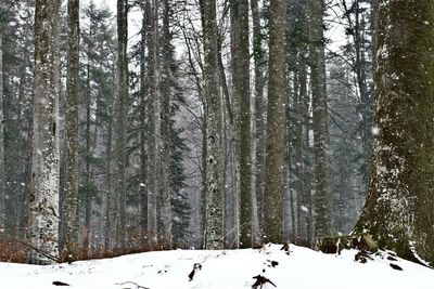Snow covered trees in forest