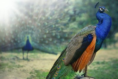 Close-up of peacock