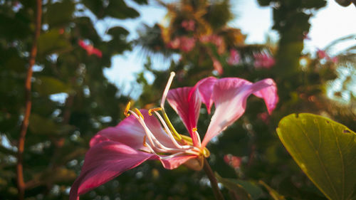 Close-up of pink flowering plant