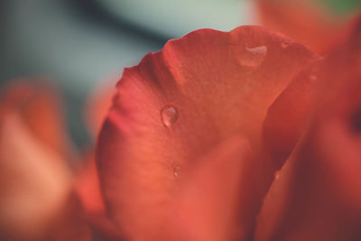 Close-up of red flower