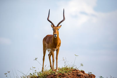 Deer standing on a land