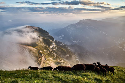 High angle view of sheep on landscape