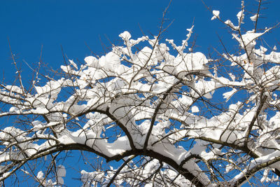 Low angle view of bare tree against blue sky