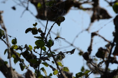 Close-up of fresh green plant against sky