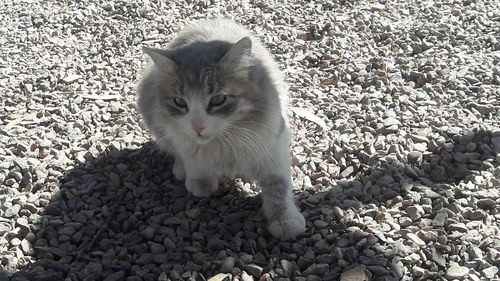 Portrait of cat on pebbles