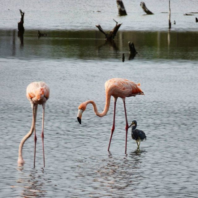 BIRDS ON CALM LAKE