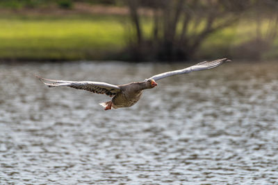 Seagull flying over a water