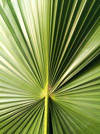 Full frame shot of palm leaf