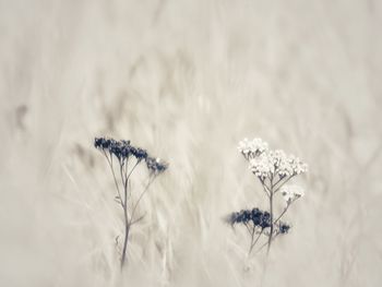 Close-up of wilted flower on field