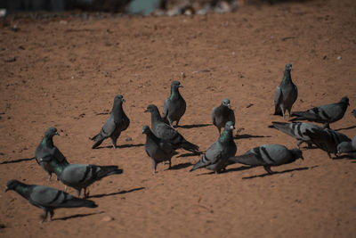 High angle view of pigeons on beach