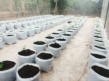 High angle view of potted plants