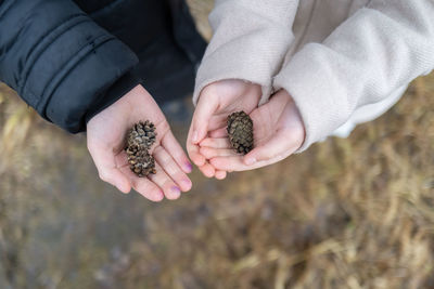 Kids hands holding fir cones