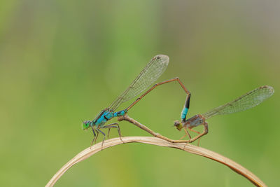 Close-up of insect on plant