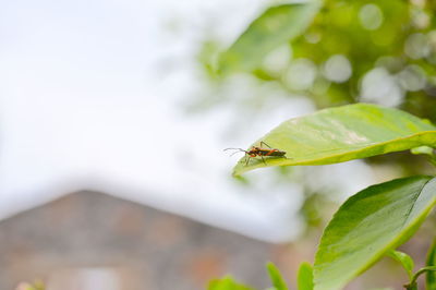 Close-up of insect on leaf