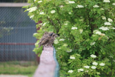 Bird perching on a tree