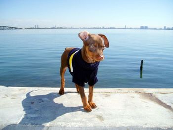 Dog standing against lake