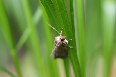 Close-up of insect on leaf