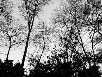 Low angle view of silhouette trees against sky