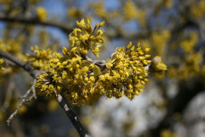 Close-up of yellow flowering plant