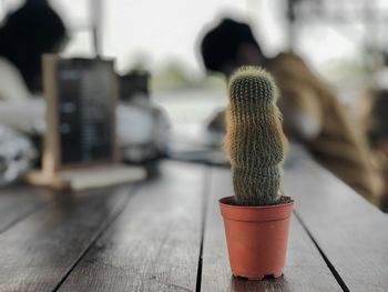 Close-up of succulent plant on table