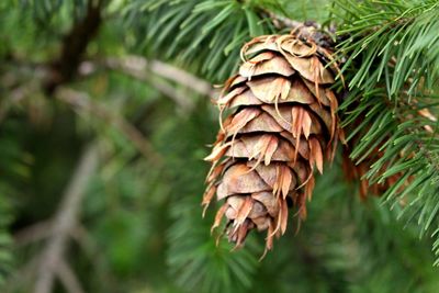 Close-up of pine tree