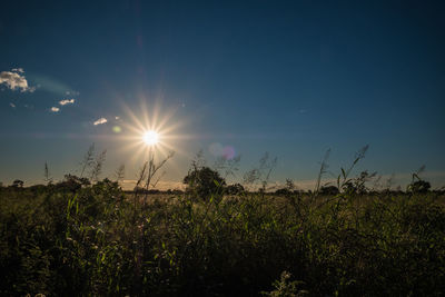 Plants growing on land against sky during sunset