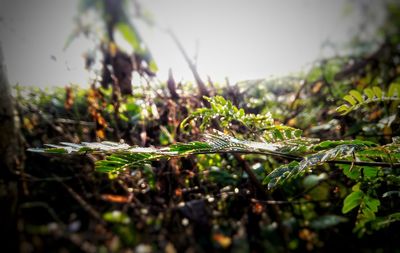 Close-up of spider web on plants