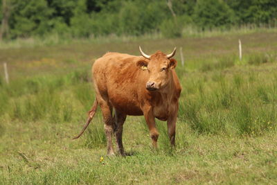 Lion standing in a field