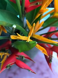 Close-up of flowering plant