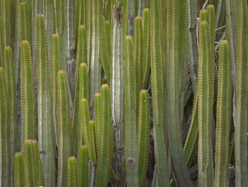 Full frame shot of succulent plants on field