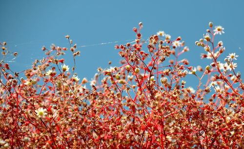 Low angle view of pink flowers blooming against sky