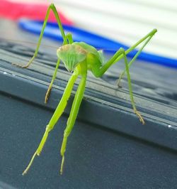 Close-up of grasshopper