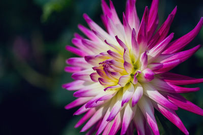 Close-up of fresh pink flower blooming outdoors
