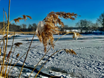 Close-up of frozen plants by sea against sky